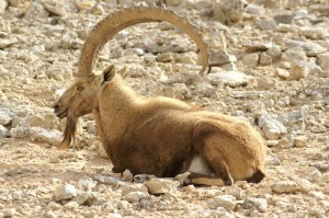 Negev_Clyde149