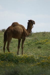 Negev_Clyde177