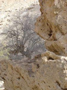 Negev_Clyde18