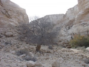 Negev_Clyde20
