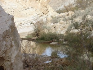 Pools in Negev4