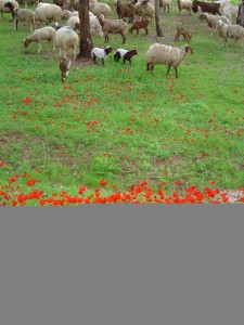 Calaniot and Flock - Feb 05