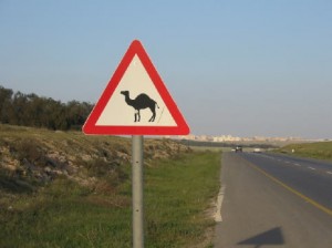 Camel Crossing,Arad to Be'er Sheva