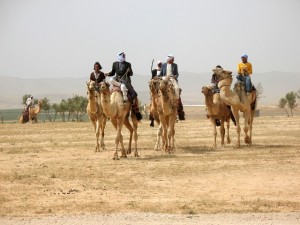Camel Drivers!