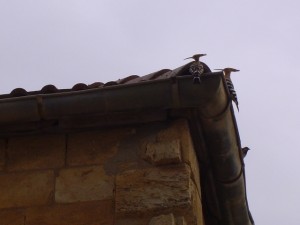 Hoopoe