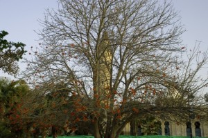 Old Turkish Mosque