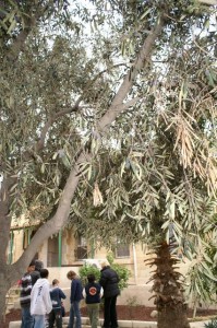 Olive Tree
