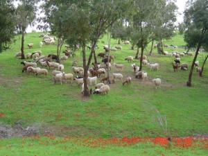 Pastoral Scene - Feb 05