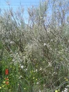 RitmaWhiteBroom - 27Feb05