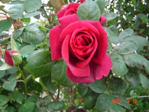 Still a Rose - Mar 05