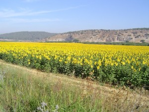 Sunflower Field2 - HaElah - May04