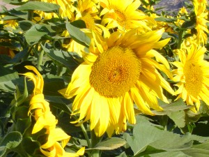 Sunflowers - May04