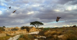 Tamarisk_Tree