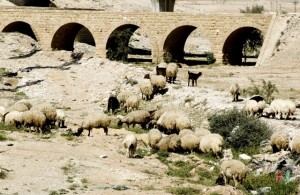 grazing-1