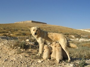 urda-puppies