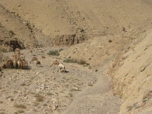 JudeanDesertDwellers - 28Jul11