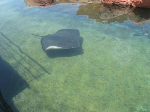 Coral World Underwater Observatory - Eilat
