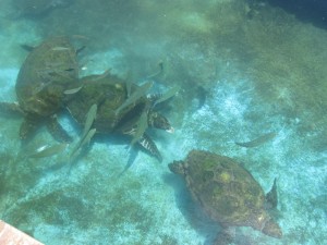 Coral World Underwater Observatory in Eilat