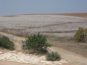 Fields White for Harvest - 30Sep2011
