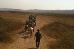 ANZAC/Beer Sheva Charge Day - Oct 31