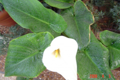 Flowers in Negev