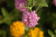 Flowers in Negev