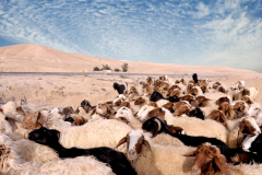 Negev Galore