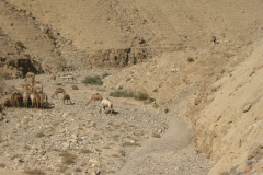 Negev - More
