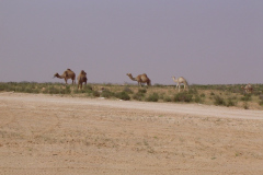 Negev - More