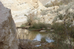 Negev - More