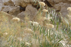 Negev