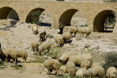 Turkish RR Bridge
